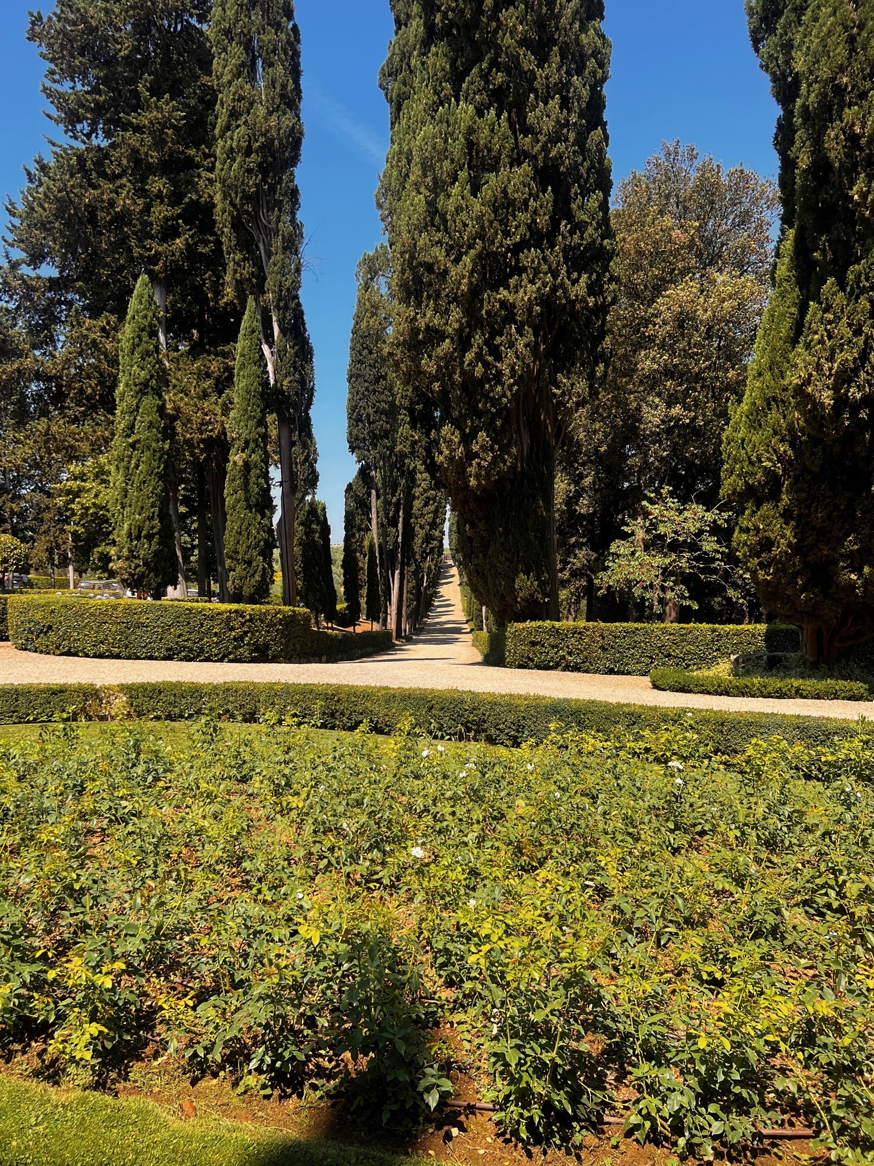 Long gravel avenue bordered by tall Tuscan cypress trees