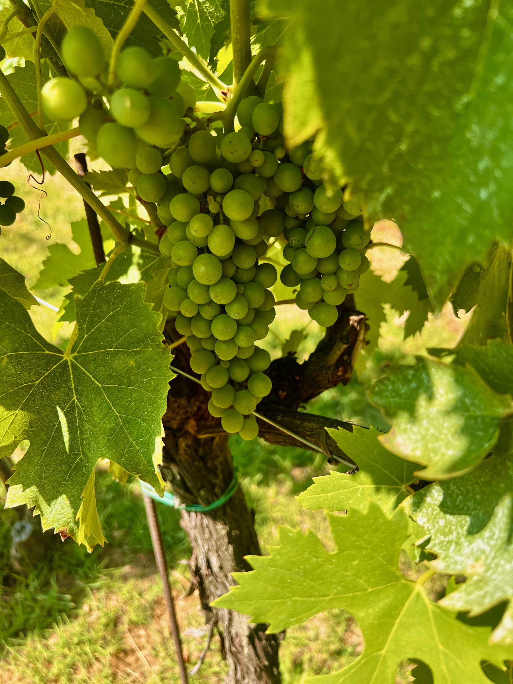 Clusters of green grapes growing beneath sunlit leaves