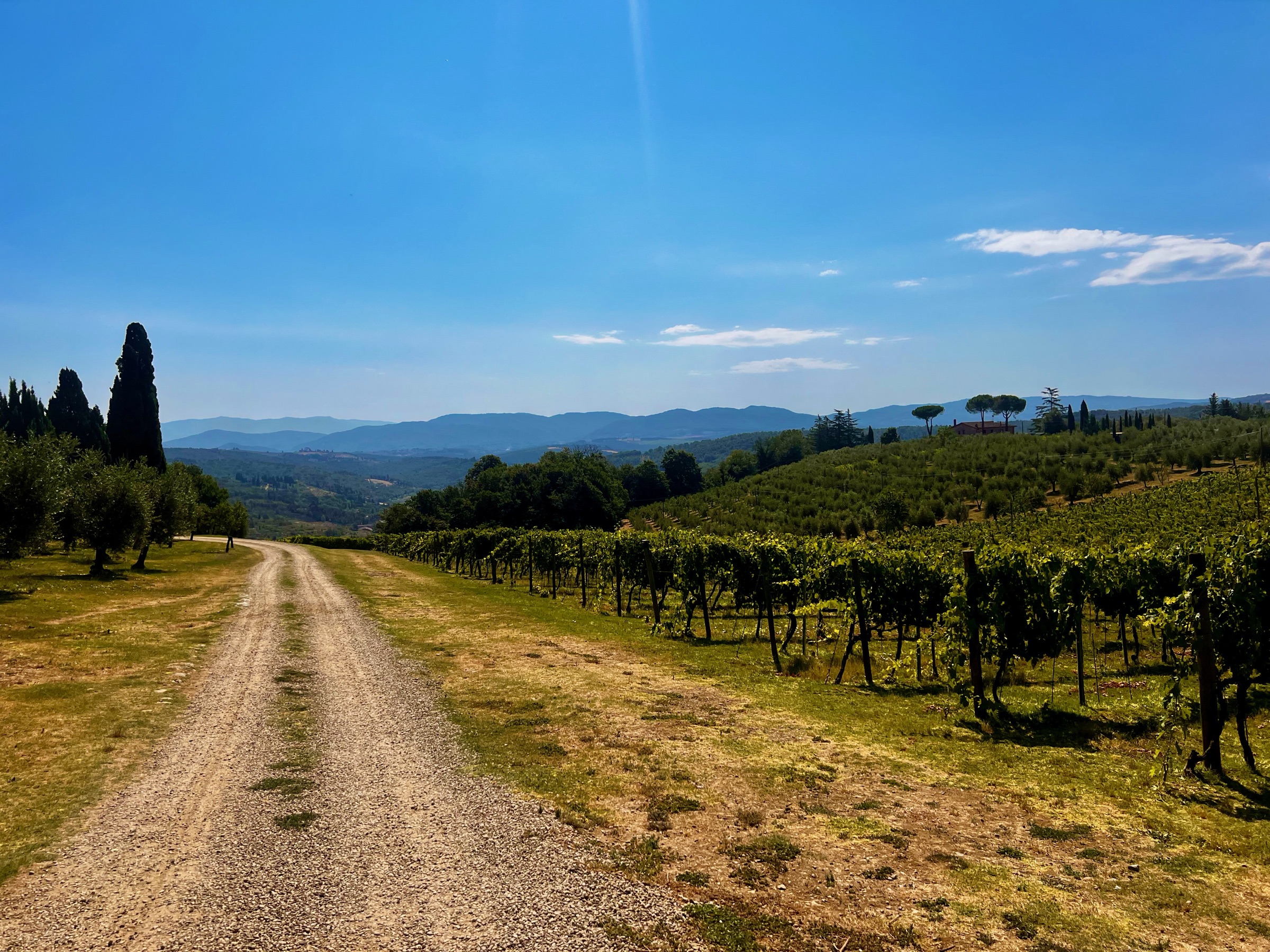 Gravel road winding between vineyard rows toward the Tuscan hills