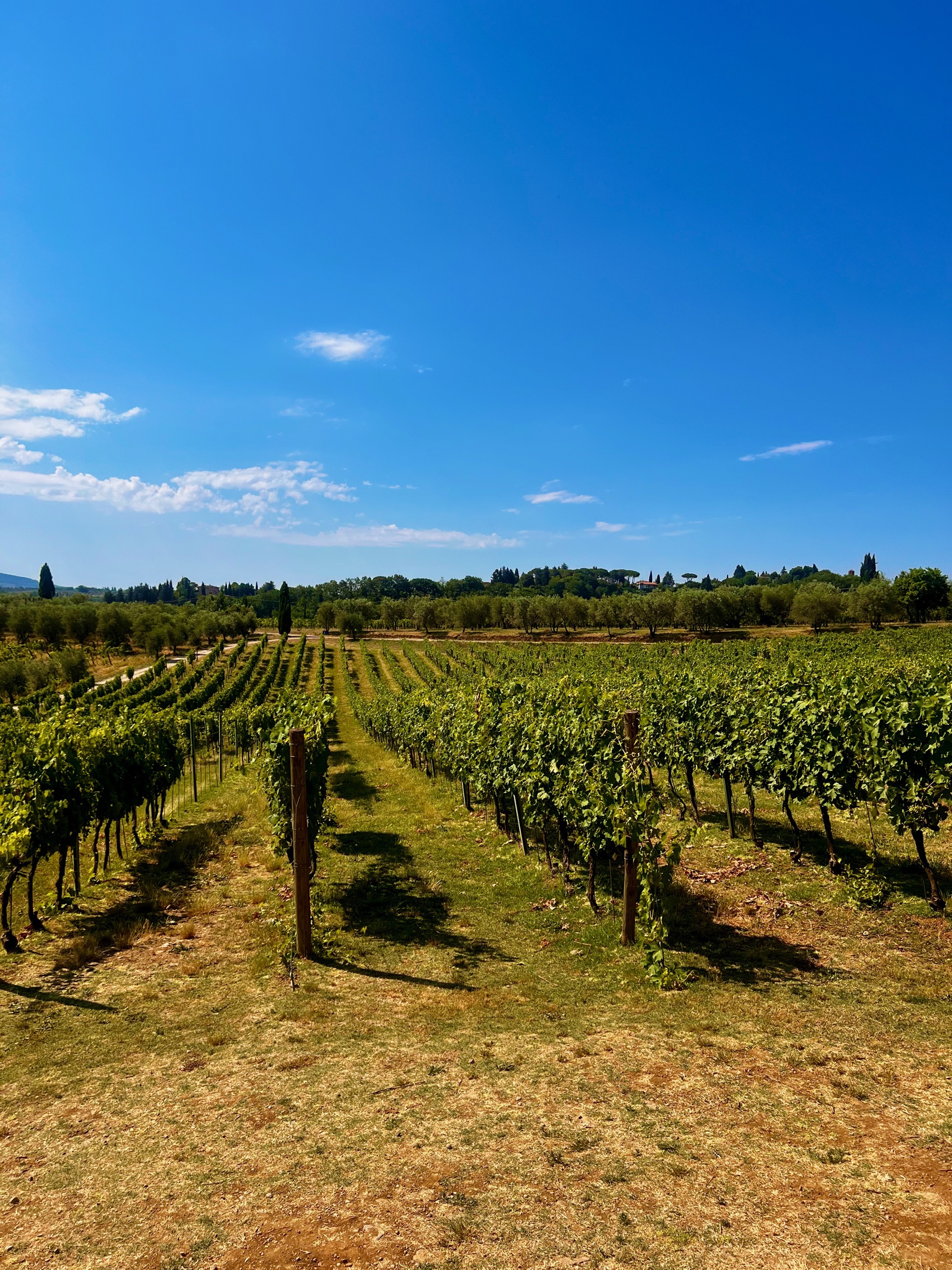 Long rows of grapevines spreading across a sunny Tuscan hillside